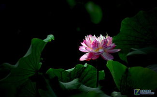青荷盖绿水,芙蓉披红鲜 中关村在线摄影论坛