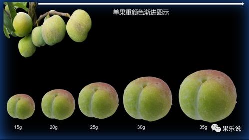 常见青红脆李 三 半边红