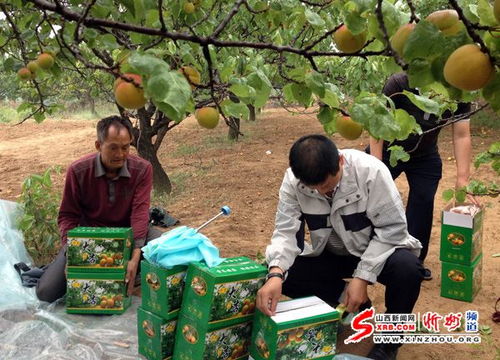 温泉之乡忻府区奇村镇井沟村的大黄杏熟了