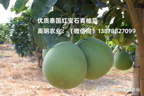 泰国红宝石青柚苗