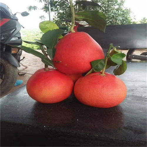 青柚苗来电联系眉山市仁寿县红宝石柚子苗产地