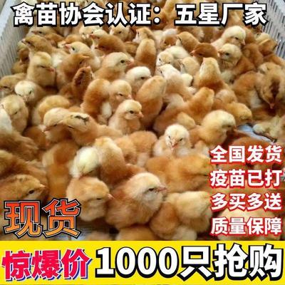 [土鸡苗批发]广西南宁西乡塘区鸡苗 1.50元/个鸡苗批发包疫苗 _ 一亩田
