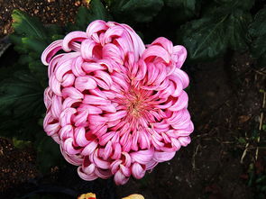 精品荟萃 姹紫嫣红