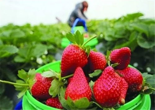 春节假期必打卡的20件事,做完才不辜负了这美好的春节哟