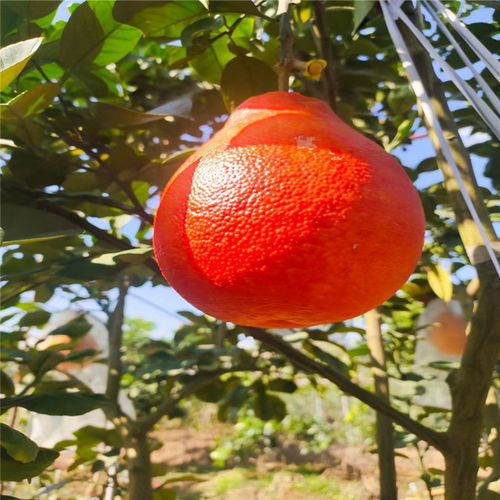 红宝石青柚苗直销采购肇庆市鼎湖区，尽在红青在线