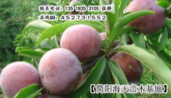 红青在线 连接传统与现代的数字桥梁