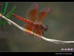 探秘ZOL中关村在线 红青在线的魅力与影响力