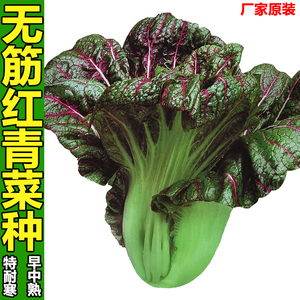 红芥菜品牌与价格全解析 一站式选购指南