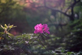 西湖播报丨哪里探春最佳 赏花攻略收好
