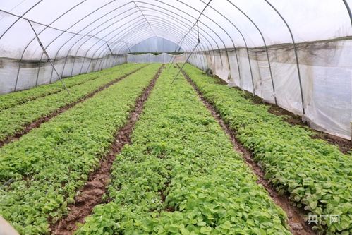 春耕时节忙收获，本地蔬菜鲜上市