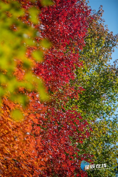 奇涛视界 湖南农业大学枫叶再染红，金秋画卷映青林
