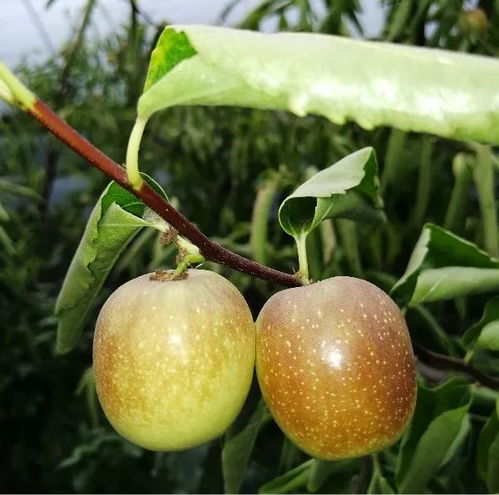 红青在线 武财神故里走出的牛奶女孩