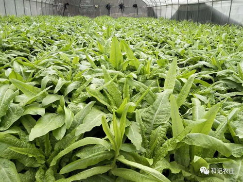 2月1日与2月4日菜单精选 红青在线，健康美味伴您行